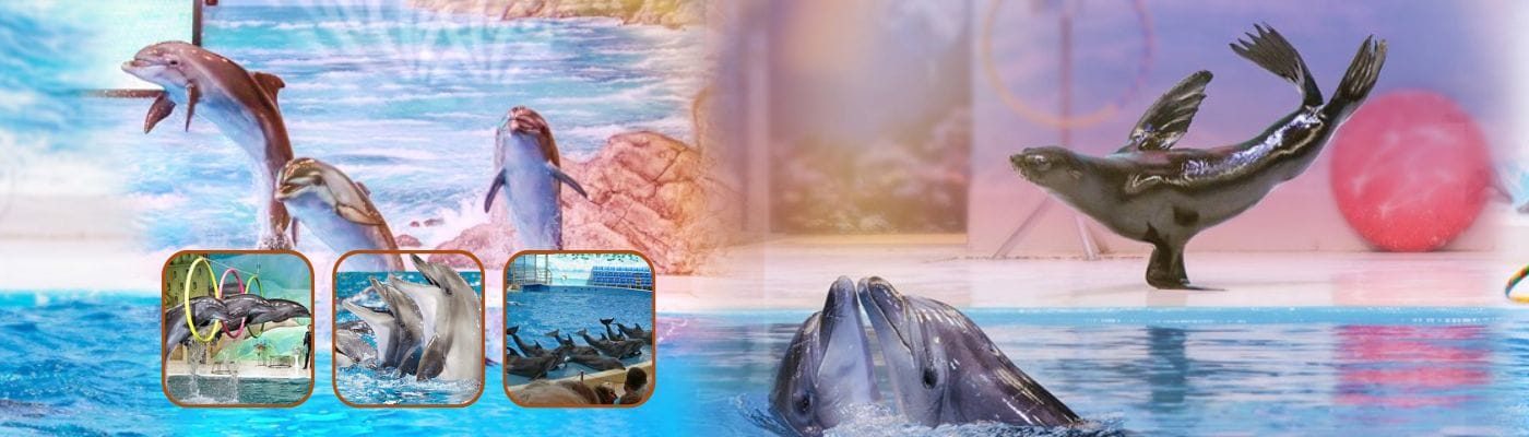 Dolphinarium Dubai Tickets