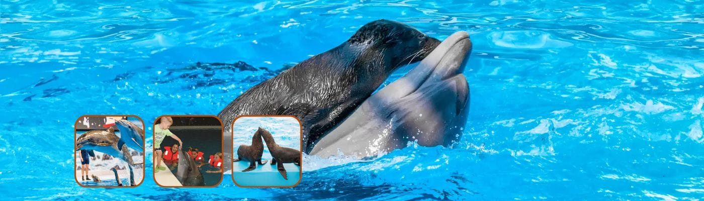 Dolphinarium Dubai Tickets