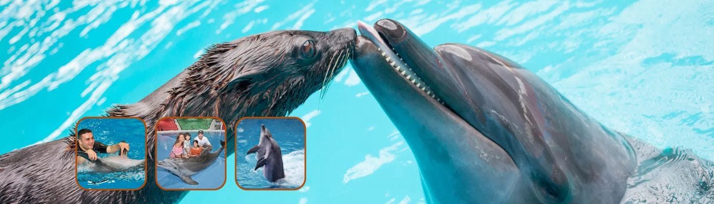 Dolphinarium Dubai Tickets