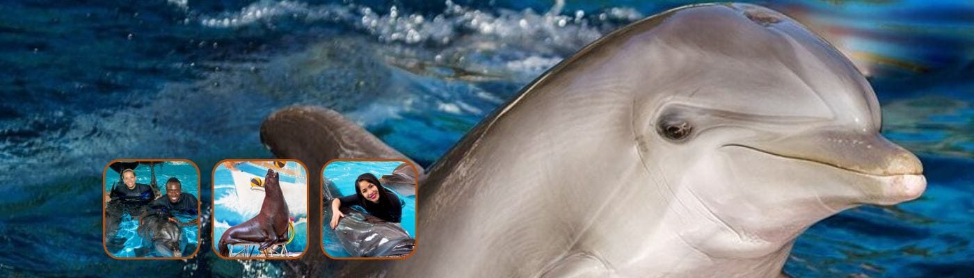 Dolphinarium Dubai Tickets